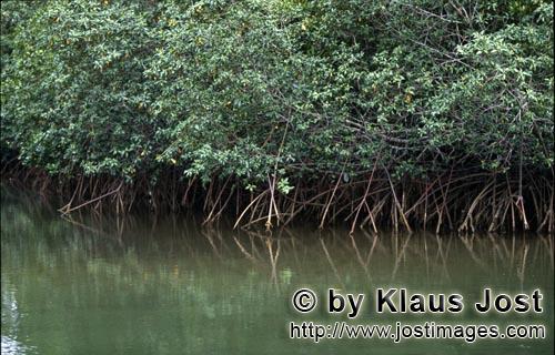 Red Mangrove/Rhizophora mangle L.         Mangrove forest at Qarani-Qio River        