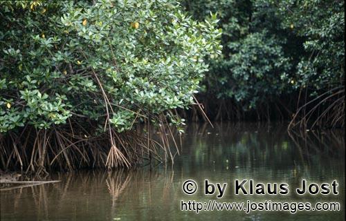 Red Mangrove/Rhizophora mangle L.         Mangrove forest on a Qara-ni-Qio River side arm         