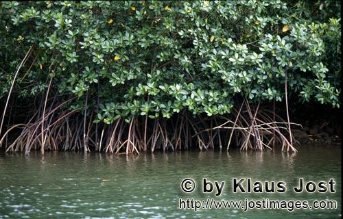 Rote Mangrove/Red Mangrove/Rhizophora mangle L.     Undurchdringliche Mangroven am Qara-ni-Qio River  