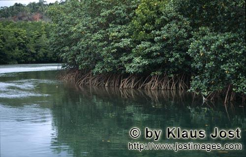 Red Mangrove/Rhizophora mangle L.         Red Mangroves on a bend of the river            