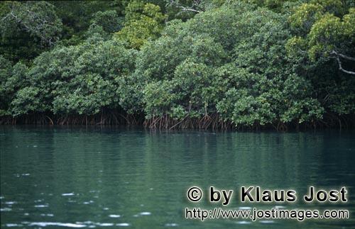 Red Mangrove/Rhizophora mangle L.         Red Mangrove forest on the Qara-ni-Qio River    