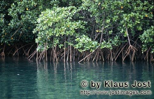 Rote Mangrove/Red Mangrove/Rhizophora mangle L.         Impenetrable mangrove vegetation at Qarani-Q