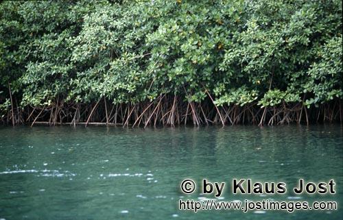 Red Mangrove/Rhizophora mangle L.         Mangrove vegetation on Qarani-Qio River        