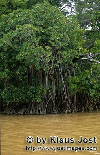 Red Mangrove/Rhizophora mangle L.         Mangroves in the agitated Qara-ni-Qio River after heavy ra