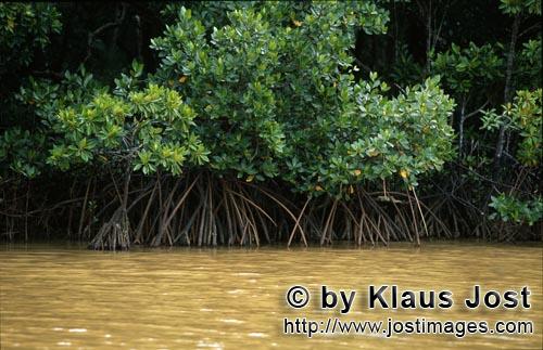 Rote Mangrove/Red Mangrove/Rhizophora mangle L.         Red Mangrove (Rhizophora mangle L.)          