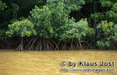 Rote Mangrove/Red Mangrove/Rhizophora mangle L.         Mangroven nach schwerem Regen im Qara-ni-Qio Ri