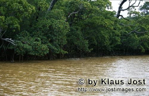 Red Mangrove/Rhizophora mangle         Mangrove landscape on the Qara-ni-Qio River river after rain<