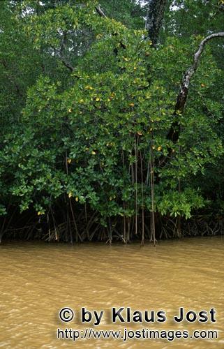 Red Mangrove/Rhizophora mangle         Mangroves in the discolored Yellow River water            