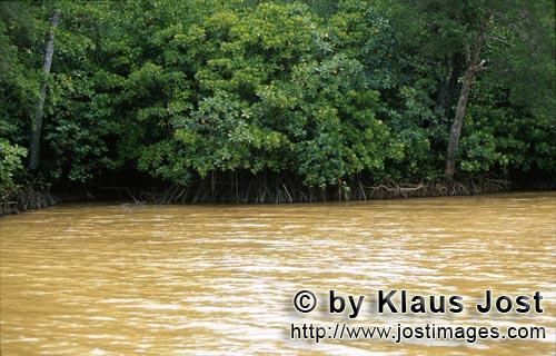 Red Mangrove/Rhizophora mangle         Clay Yellow water flows around the mangroves                 