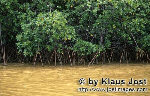 Red Mangrove/Rhizophora mangle         Mangroves along the river bank after heavy rain            