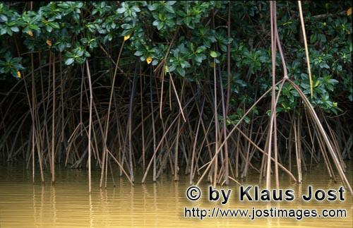 Red Mangrove/Rhizophora mangle L.         Red mangrove after heavy rain            