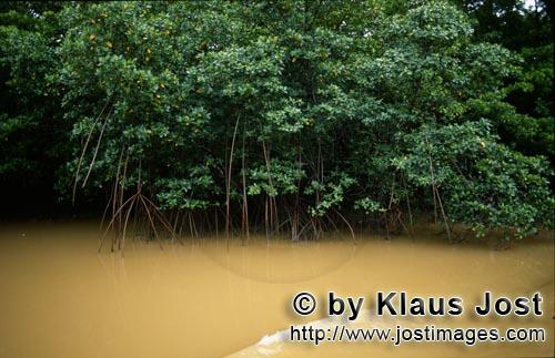 Red Mangrove/Rhizophora mangle         Mangroves on the Qara-ni river after heavy rain             