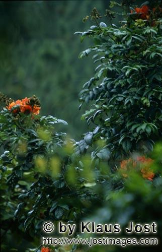 Rainforest/Viti Levu/Fiji        Red flowers glow from the rainforest         