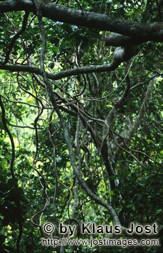 Lianen im Regenwald        Rainforest        Ungefaehr 40 Prozent der Flaeche Fijis, vor allem die r