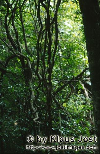    Rainforest        Ungefaehr 40 Prozent der Flaeche Fijis, vor allem die regenreiche sued-oestl