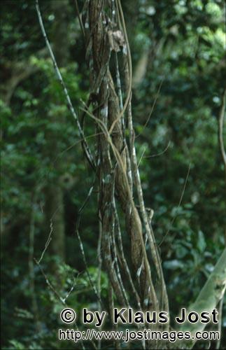 Rainforest/Viti Levu/Fiji        Lianas in the Fiji rainforest        