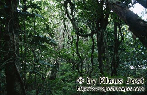 Im Fiji Regenwald        Rainforest        