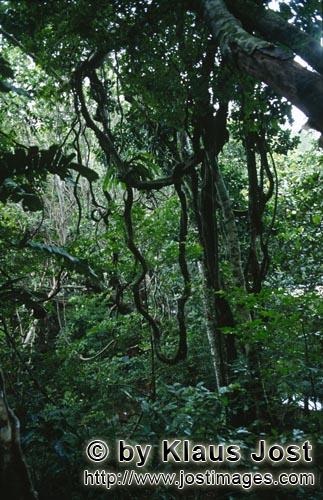 Rainforest/Viti Levu/Fiji        Fiji Regenwald Atmosphaere        Fiji rainforest atmosphere        