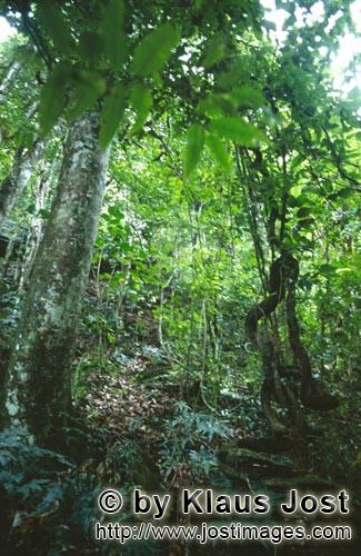 Rainforest/Viti Levu/Fiji        Light green in the rain forest        