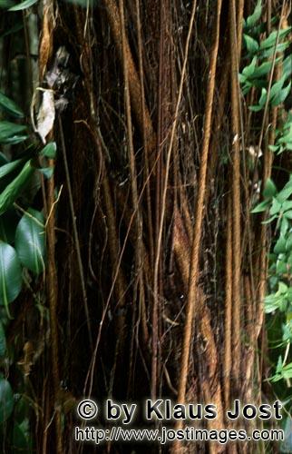 Gummibaum/Rubber tree/Ficus elastica        Rubber tree in the Rainforest        