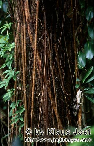 Gummibaum/Rubber tree/Ficus elastica        Rubber tree (Ficus elastica)        