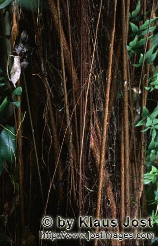 Gummibaum/Rubber tree/Ficus elastica        Rubber tree (Ficus elastica)        