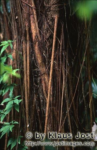Rainforest/Viti Levu/Fiji        Rubber tree in Fiji rainforest        