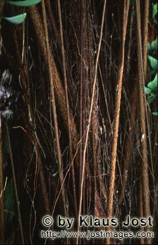 Gummibaum/Rubber tree/Ficus elastica        Rubber tree (Ficus elastica)            