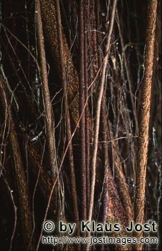 Gummibaum/Rubber tree/Ficus elastica        Rubber tree in the Fiji Rainforest        
