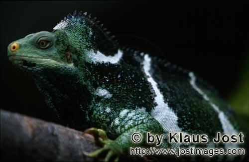 Fiji Crested Iguana/Brachylophus vitiensis/vokai, vokai votovoto        Fiji Crested Iguana portrait