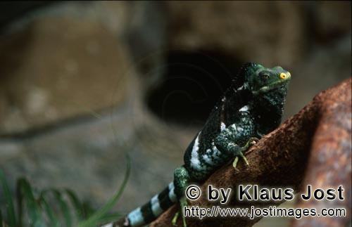 Fiji Crested Iguana/Brachylophus vitiensis/vokai, vokai votovoto        Fiji Crested Iguana         