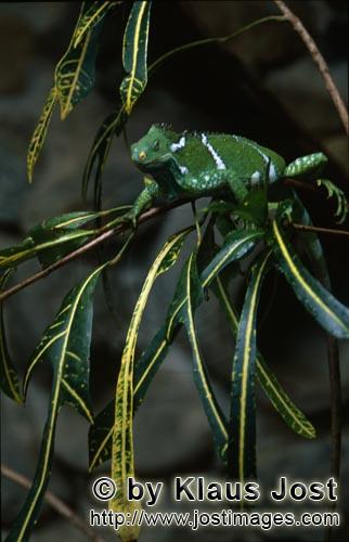 Brachylophus vitiensis/vokai, vokai votovoto        Fiji Crested Iguana in his element         A sp