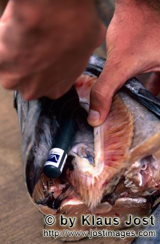 Pacific Harbour/Vitu Levu/Fiji        Acoustic transmitter is fixed in the fish head
