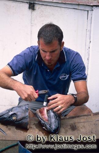 Pacific Harbour/Vitu Levu/Fiji        Dr. Juerg Brunnschweiler at work at a fish head        