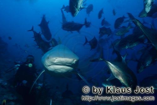 Bullenhai/Bull Shark/Carcharhinus leucas        Bull Shark frontal        Together with the Tiger Sh