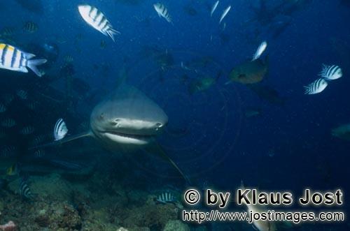 Bull Shark/Carcharhinus leucas        Bull Shark frontal        Together with the Tiger Shark and th