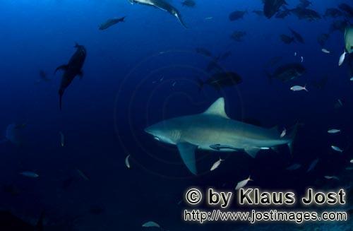 Bullenhai/Bull Shark/Carcharhinus leucas        Bull shark (Carcharhinus leucas)        
