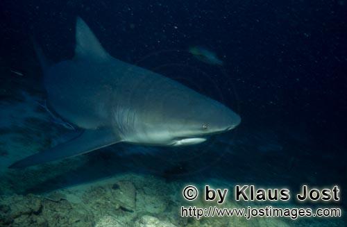 Bull Shark/Carcharhinus leucas        Bull shark roams the reef        Together with the Tiger Shark