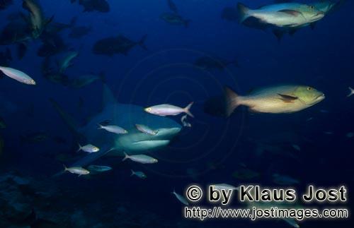 Bull Shark/Carcharhinus leucas        Bull Shark (Carcharhinus leucas)        Together with the Tige