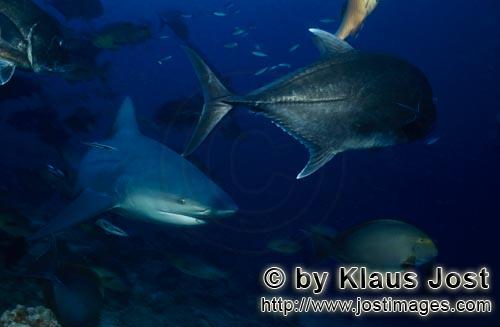 Bull Shark/Carcharhinus leucas        Bull Shark with Giant Trevally and surgeon fish        Togethe