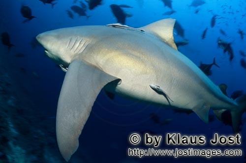 Bull Shark/Carcharhinus leucas        Powerful Bull shark on the reef        Together with the Tiger