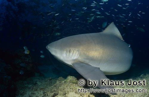 Bull Shark/Carcharhinus leucas        Bull shark (Carcharhinus leucas)        Together with the Tige