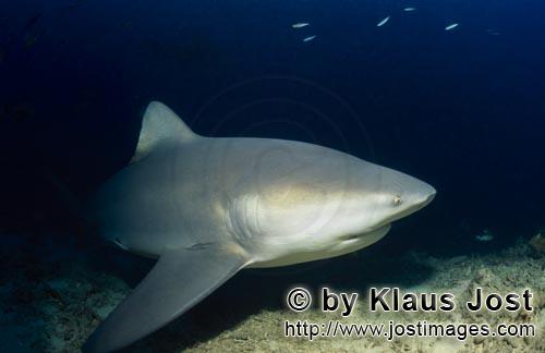 Bull Shark/Carcharhinus leucas        Bull shark on reef exploration        Together with the Tiger 