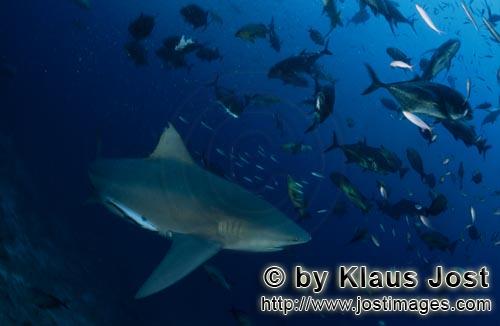 Bull Shark/Carcharhinus leucas        Bull shark and many giant trevallys        Together with the T