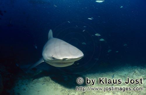 Bull Shark/Carcharhinus leucas        Bull shark is coming closer        Together with the Tiger Sha