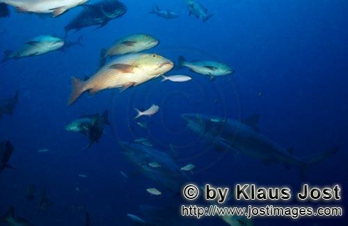 Bull Shark/Carcharhinus leucas        Bull Sharks (Carcharhinus leucas)        Together with the Tig