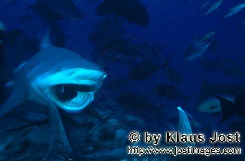 Bull Shark/Carcharhinus leucas        Bull shark JAWS        Together with the Tiger Shark and the W