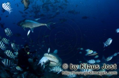 Bullenhai/Bull Shark/Carcharhinus leucas        Bull Shark with baitfish        Together with the Ti