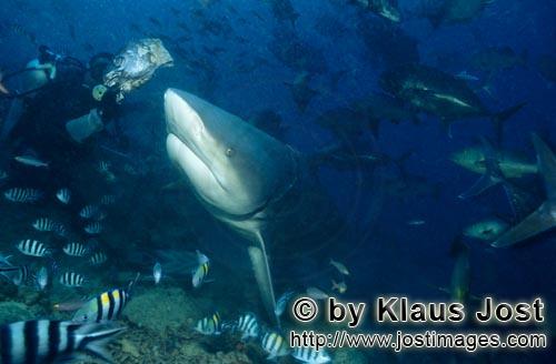 Bullenhai/Bull Shark/Carcharhinus leucas        Bull shark close to the fish bait        Together wi