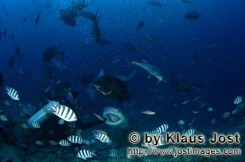Bull Shark/Carcharhinus leucas        Bull shark with open mouth        Together with the Tiger Shar